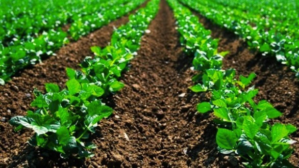 Дефицит минеральных удобрений &mdash; одна из проблем для наращивания производства, - Минэкономики &mdash; Tazabek