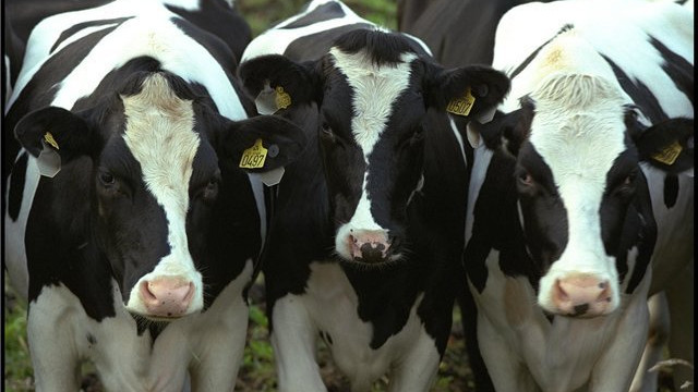 Агробизнес: Кто владеет фермерскими племенными заводами Кыргызстана? (список) &mdash; Tazabek