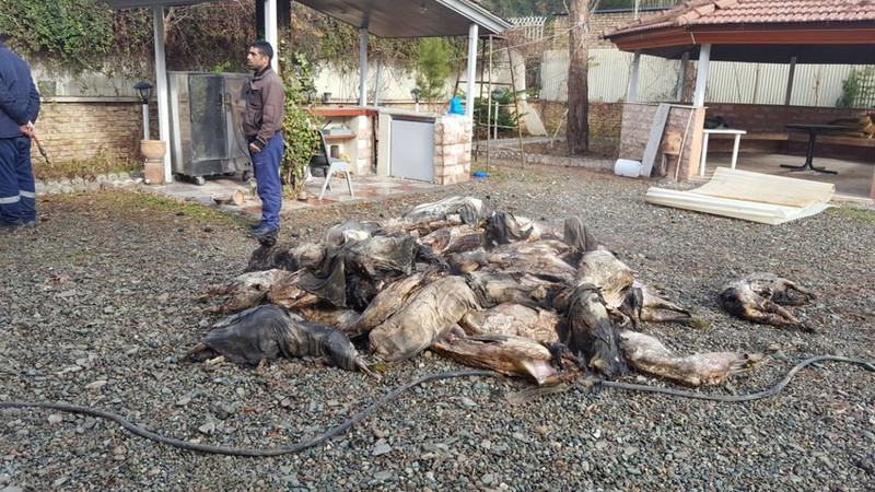 Иранский самолет, потерпевший крушение в Тегеране, перевозил баранину компании &laquo;Навидитс&raquo; &mdash; Tazabek