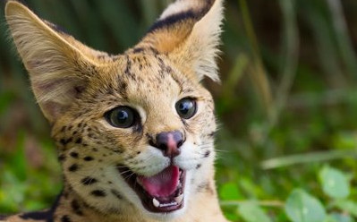 «Зоопарк в фургоне». Казахстанец пытался вывезти из Кыргызстана диких животных — Экология АКИpress