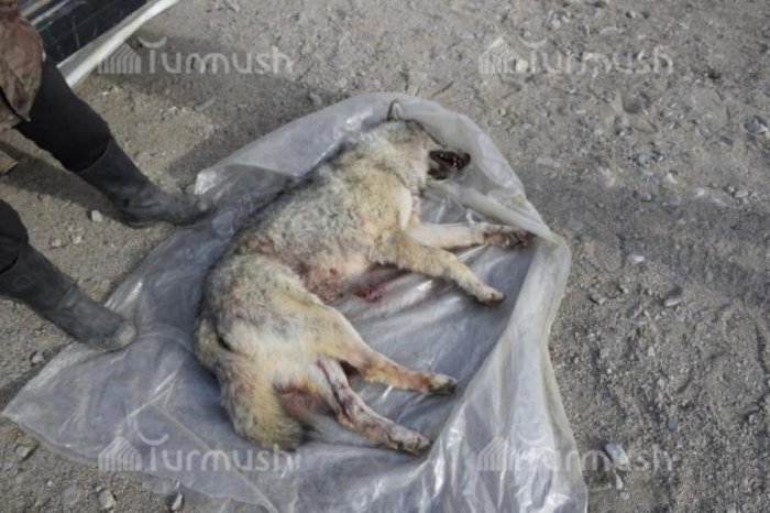 Главное фото