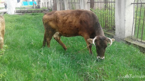 Главное фото