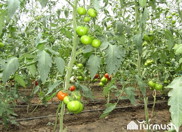 Главное фото