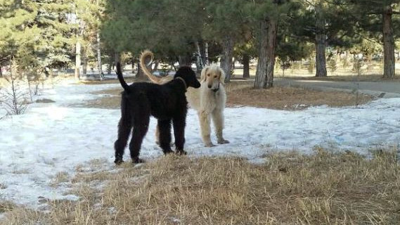 Главное фото