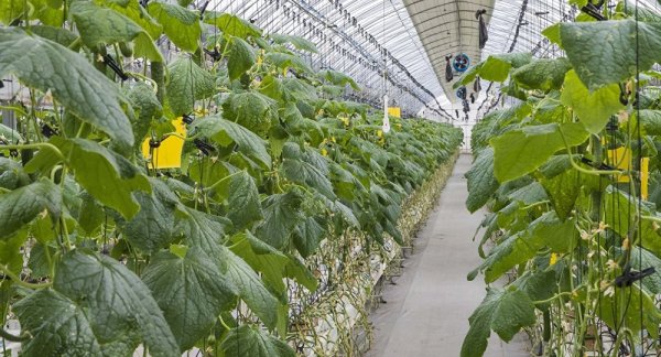 У Чуйской области есть потенциал экспортировать до 120 тыс. тонн овощей, - губернатор &mdash; Tazabek