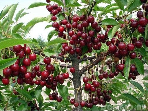 ЖК одобрил во II чтении предложение разрешить на землях пашни сажать многолетние насаждения &mdash; Tazabek