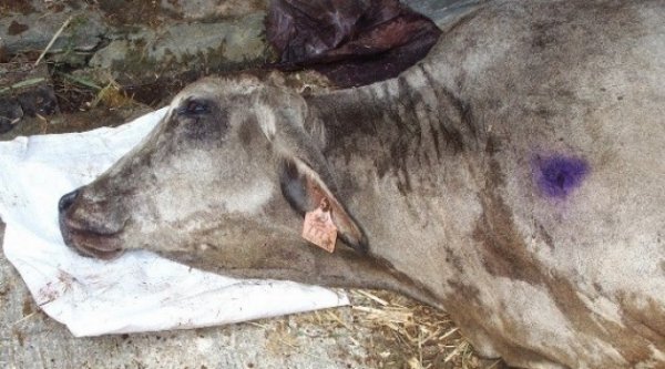 Кыргызстан усилил ветконтроль на границе из-за вспышки сибирской язвы в Казахстане &mdash; Tazabek