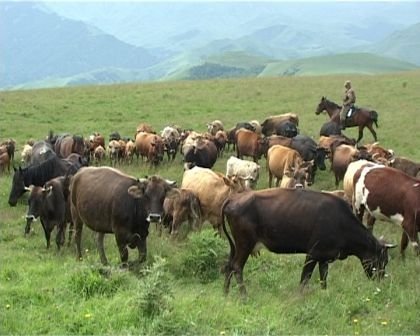 Нацстатком отмечает тенденцию роста поголовья основных видов сельхозживотных &mdash; Tazabek