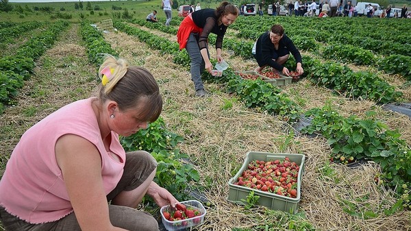 Сегодня в Кыргызстане есть 442 крупных кооператива, - Минсельхоз &mdash; Tazabek