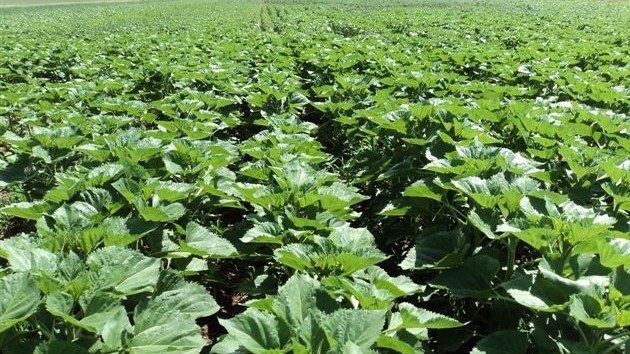 За 8 месяцев объем валовой продукции сельского хозяйства составил 111,9 млрд сомов, увеличившись на 1,1% &mdash; Tazabek