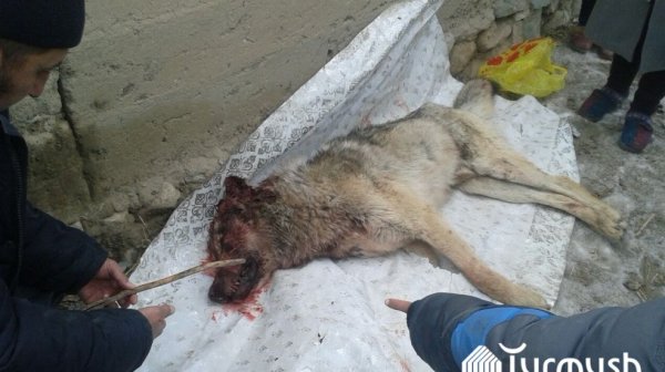 Главное фото