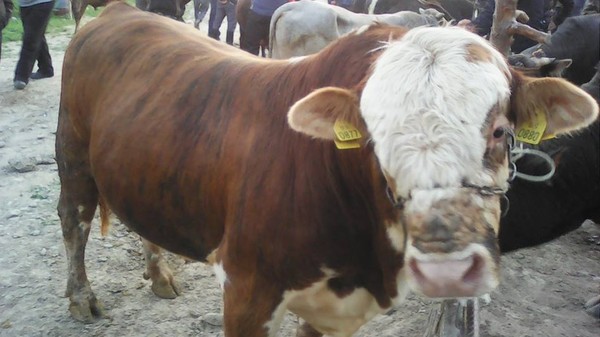 Главное фото