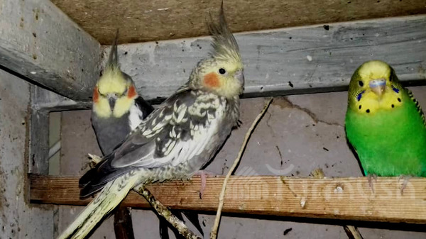 Главное фото