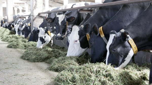 На сколько подешевели сельхозживотные за неделю? (цены, регионы) &mdash; Tazabek