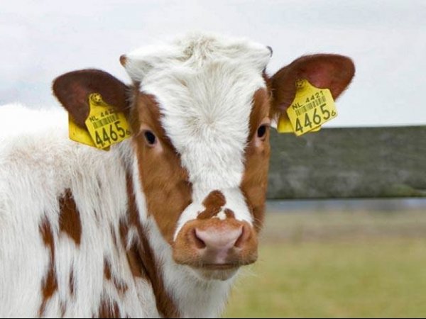 Госветинспекция три раза проводила тендер по закупке ушных бирок для идентификации скота &mdash; Tazabek