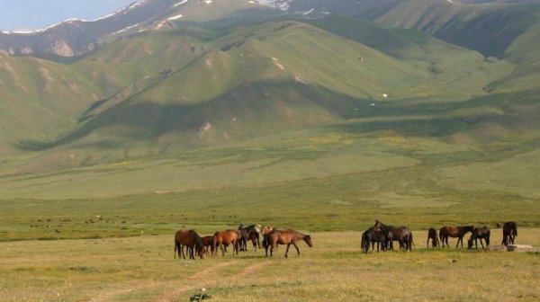 Золотодобывающая компания &laquo;Элко Сервис Лимитед&raquo; из-за неисправности водоотстойников затопила 2,5 тыс. м2 пастбищ, - Госэкотехинспекция &mdash; Tazabek