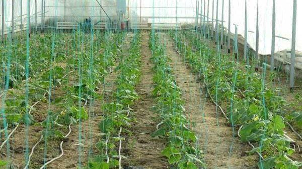 Кыргызстан планирует довести количество тепличных хозяйств до нескольких тысяч, - эксперт &mdash; Tazabek