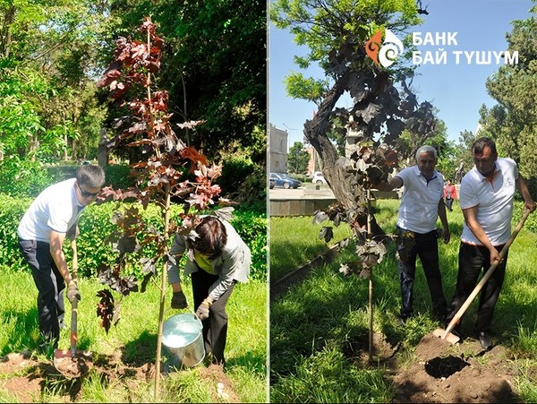 Банк &laquo;Бай-Тушум&raquo; высадил остролистные канадские клены в Дубовом парке напротив Министерства информации, культуры и туризма &mdash; Tazabek