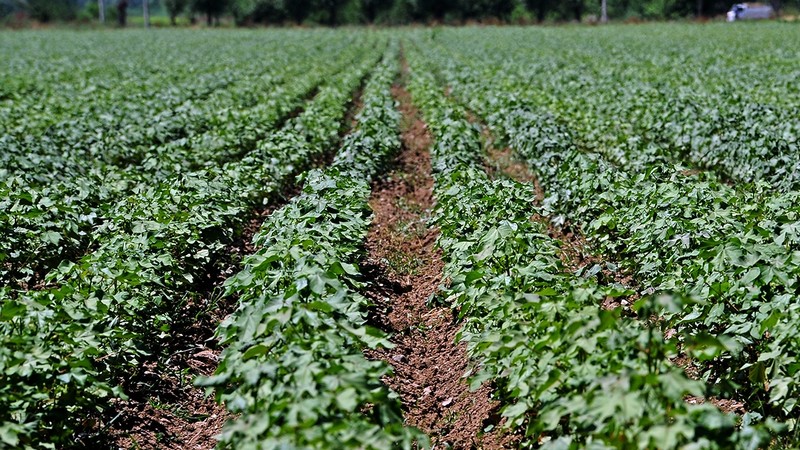 Площадь семенного посева пшеницы в Кыргызстане в 2017 году составит 7,4 тыс. га &mdash; Tazabek