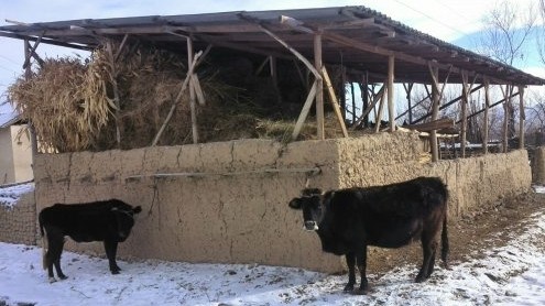 Юридические лица предлагают штрафовать в 10 тыс. сомов за продажу ветеринарных лекарственных средств без регистрации &mdash; Tazabek