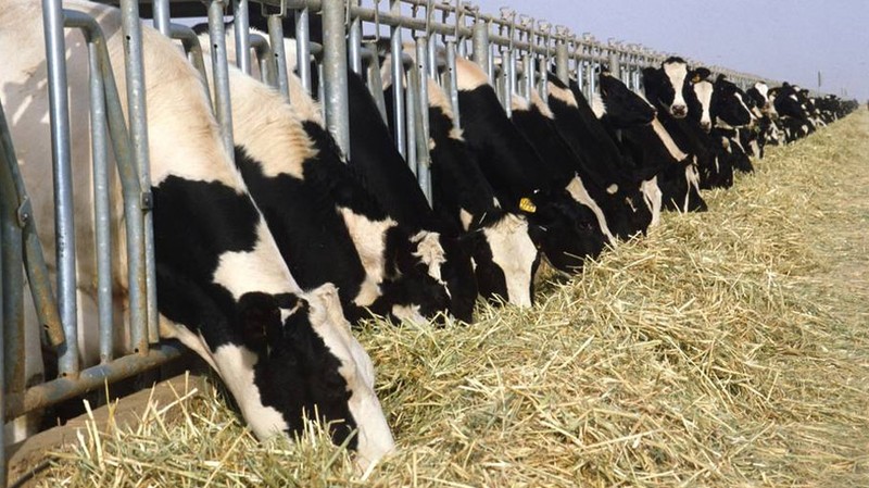 Правительство одобрило проект программы сотрудничества с Продовольственной и сельскохозяйственной организацией ООН &mdash; Tazabek