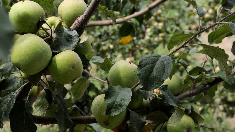 Создание кооперативов решает две проблемы &mdash; мелкотоварность и ассортимент, - премьер С.Исаков об экспорте сельхозпродукции &mdash; Tazabek