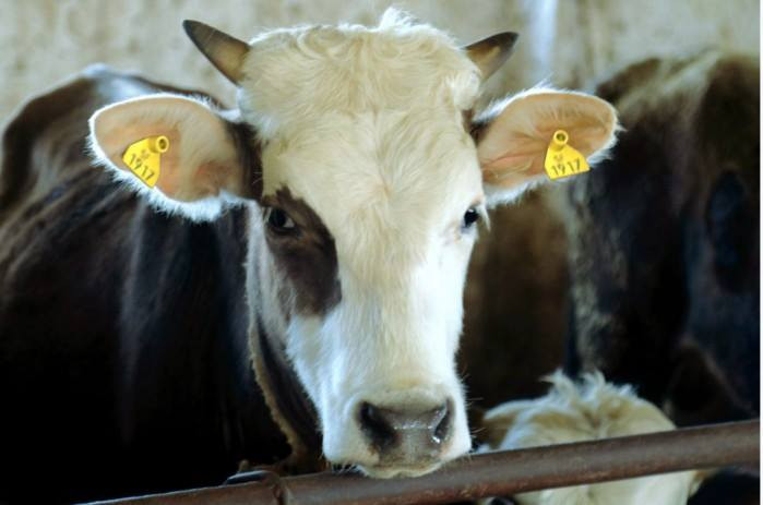 Госветинспекция внесла в ЖК законопроект для реализации системы идентификации животных в рамках нацпроекта &laquo;Таза Коом&raquo; &mdash; Tazabek