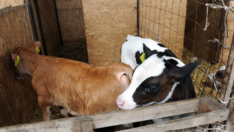 Правительство наделило ветврачей правами по выдаче ветеринарных документов для учета идентифицированного скота &mdash; Tazabek