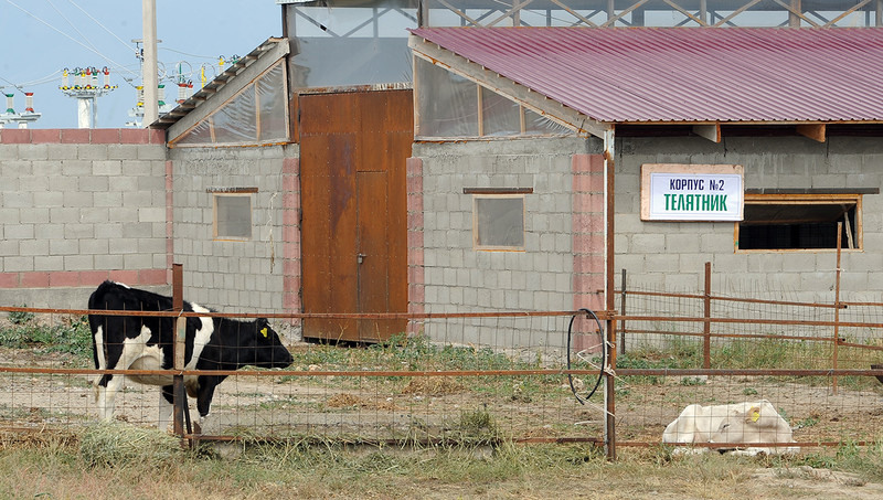Полпредствам правительства в областяхпредлагают поручить организовать постоянный режим работы скотских рынков в определенные дни &mdash; Tazabek