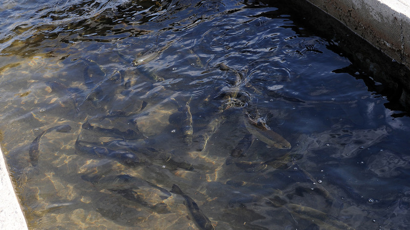 История развития отечественного рыбного хозяйства или с чего начать рыбный бизнес в Кыргызстане &mdash; Tazabek