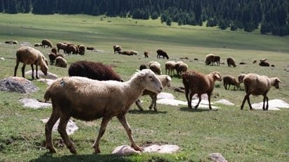 Главное фото