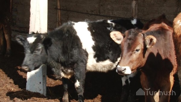 Главное фото