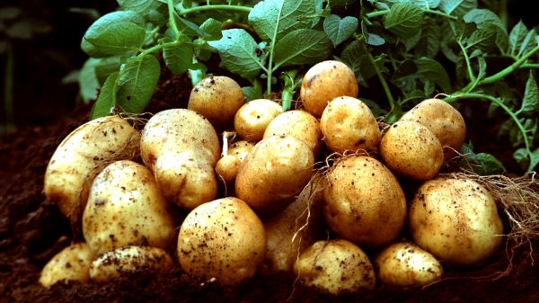 Н.Назарбаев дал поручение снять ограничение по ввозу кыргызстанского картофеля в Казахстан &mdash; Tazabek