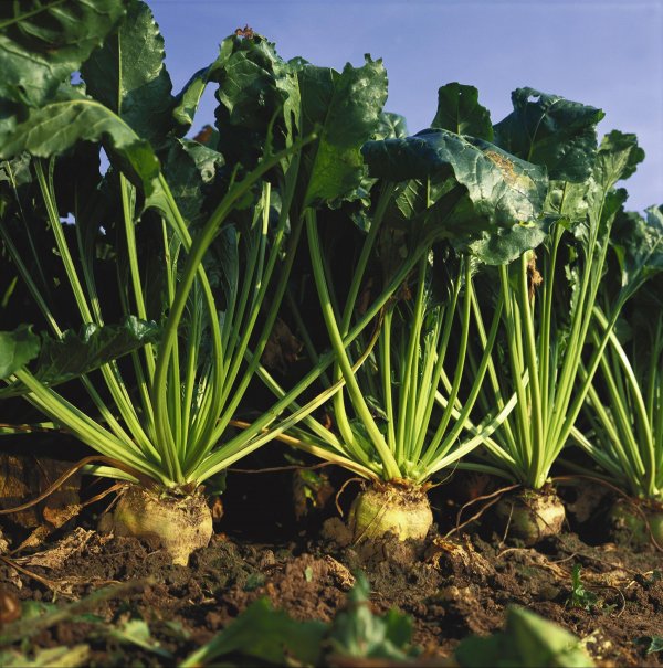 Правительство выделило 5 факторов риска, которые могут повлиять на рост производства продукции сельского хозяйства &mdash; Tazabek