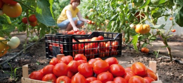 Минсельхоз считает, что в Кыргызстане наблюдается недостаточный уровень господдержки сельхозкооперативов &mdash; Tazabek