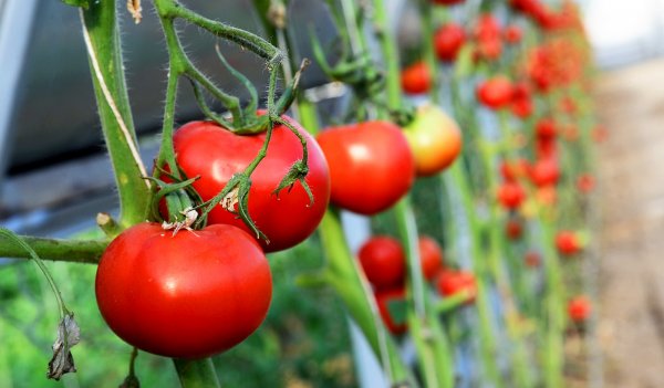 Если не провести профилактику болезней растений, в 2017 году можем остаться без картофеля, болгарского перца, - депутат ЖК &mdash; Tazabek