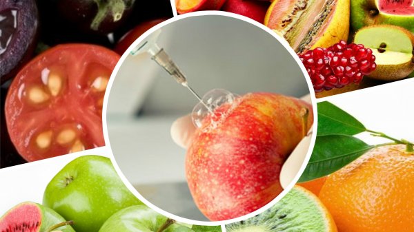 Обзор Tazabek: Почему законопроект о запрете ГМО-продукции в Кыргызстане еще не подписан? &mdash; Tazabek