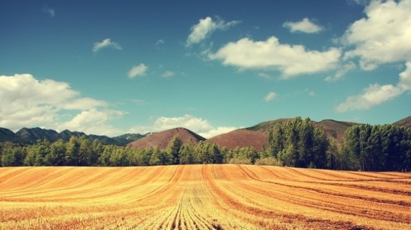 В Бишкеке нельзя продавать земли сельхозназначения под застройку индивидуального жилья, - мэрия &mdash; Tazabek