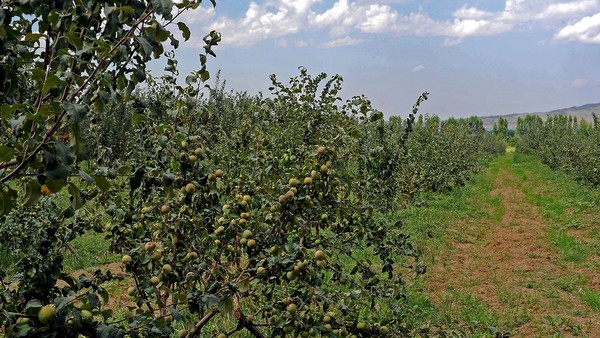 Правительство планирует выделить сельхозкооперативы в отдельную категорию плательщиков с тарифом страховых взносов в 10% &mdash; Tazabek