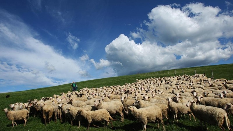 Рост объемов валового выпуска сельхозпродукции обусловлен увеличением производства продукции животноводства &mdash; Tazabek