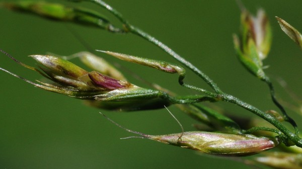 О новом виде растений Trisetum Kirghizica и вирусе мелкого рогатого скота написал научный журнал Академии наук Кыргызстана