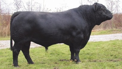 разведение быков