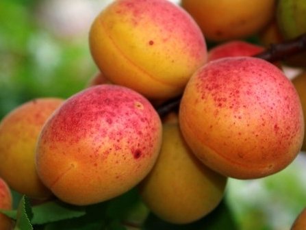 Главное фото