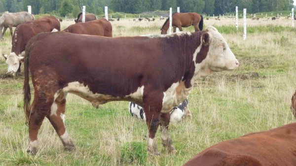 Кыргызстан и Индонезия планируют подписать соглашение по искусственному осеменению, - Минсельхоз &mdash; Tazabek