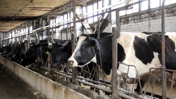 Комитет ЖК по международным делам одобрил законопроекты по осеменению и поставке семян сельхозкультур &mdash; Tazabek