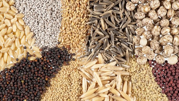 Кыргызстан рассчитывает на грантовую помощь или техкредит для приобретения суперэлитных и элитных семян из России, - Минсельхоз &mdash; Tazabek