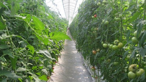 Главное фото