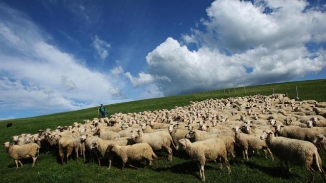 По Кыргызстану имеется более 9 млн гектаров пастбищ, - &laquo;Кыргызгипрозем&raquo; &mdash; Tazabek