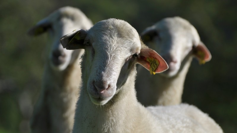 В парламенте предложили провести предварительный учёт мелкого рогатого скота до начала идентификации &mdash; Tazabek