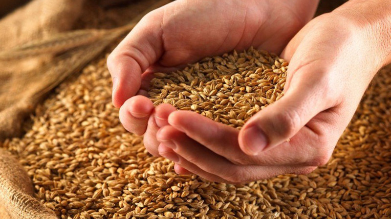 Объем производства зерновых культур в 2018 году составит 2,6 млн тонн - ФАО &mdash; Tazabek